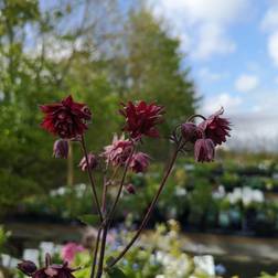 Akeleje Ruby Port Aquilegia vulgaris Grøntsagsfrø