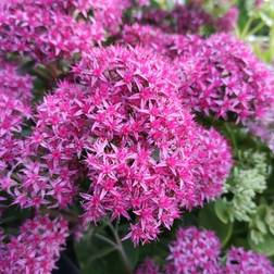 SEDUM telephium 'Carl' Sankthansurt