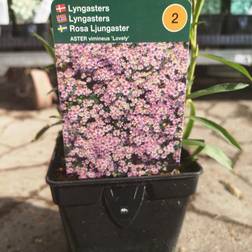 ASTER vimineus 'Lovely' Lyngasters