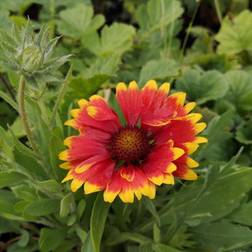 Kokardeblomst Kobold Gaillardia Blomsterfrø