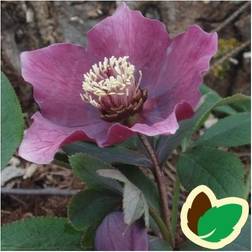 Julerose abchasicus Helleborus orientalis ssp. abchasicus