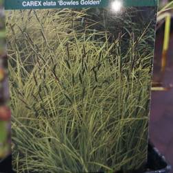 CAREX elata 'Bowles Golden' Gul