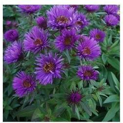 ASTER novae-angliae 'Purple Høstasters