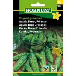 Hornum Gurka 'Vorgebirgstrauben'