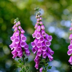 Fingerbøl Digitalis purpurea