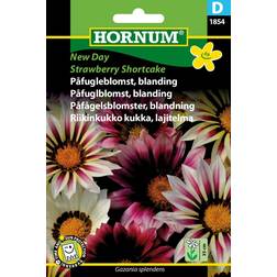 Hornum Påfugleblomst, bl., New Day Straw.S.