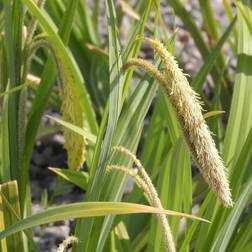 Kæmpe Star - Carex pendula