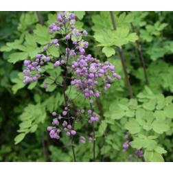 Violfrøstjerne Elin Thalictrum delavayi