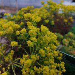 EUPHORBIA cyparissias 'Clarice Howard' Vortemælk