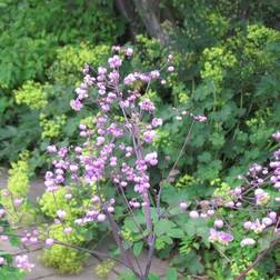 Frøstjerne Thalictrum rochebrunianum