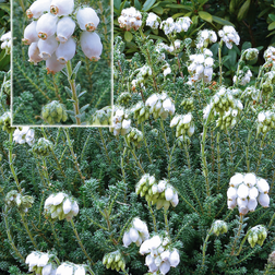 Klokkelyng Alba Erica tetralix Alba