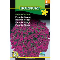 Hornum Petunia, Hænge-, Purpur Cascade G Grøntsagsfrø