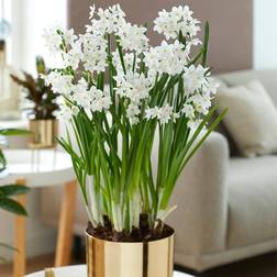 Van Zyverden 9ct Narcissus Paperwhite Inbal Preplanted Bulb with Iron Brass Finish Large Planter and Stand