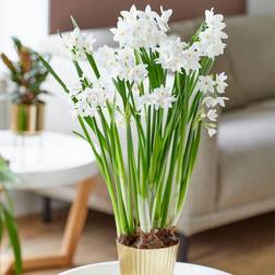 Van Zyverden Narcissus Kit Ziva Paperwhite Bulb with Fluted Iron Faux Brass Finish Planter