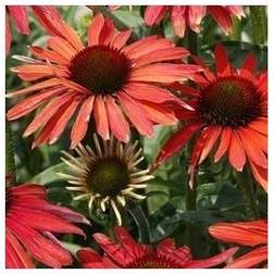 ECHINACEA purpurea 'Hot Summer' Blomsterfrø