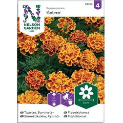 Nelson Garden Tagetes, Sammets- Bolero