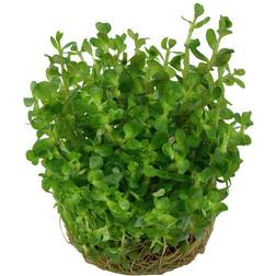 TROPICA Rotala indica 'Bonsai' 1-2-Grow!