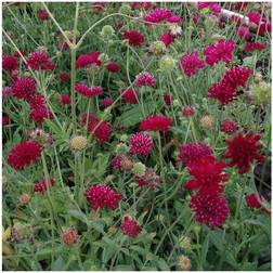 Blåhat Thunder And Lightning Knautia macedonica Blomsterfrø