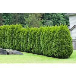 Tuja Thuja occidentalis 'Brabant' 100-pack