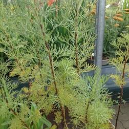 ARTEMISIA arbotanum 'Cola' Malurt, cola smag