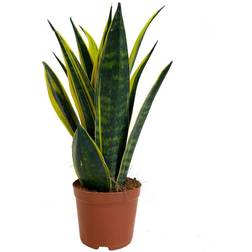 Very Sansevieria Golden Flame Artificial Plant