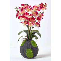 Homescapes Cream Phalaenopsis Artificial Orchid with Natural Base, Pink & Cream Artificial Plant