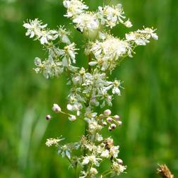 Knoldet Mjødurt Filipendula vulgaris