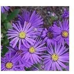 Asters Jungfrau Aster