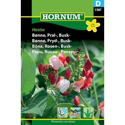 Hornum Bønne, Pral-, Busk Grøntsagsfrø