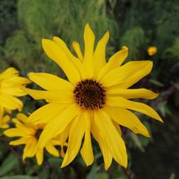 Staude Solsikke Miss Mellish Helianthus Sommerblomst