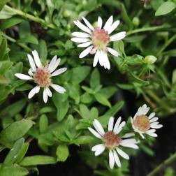 Asters Sommerens Farvel Horizontalis Blomsterfrø
