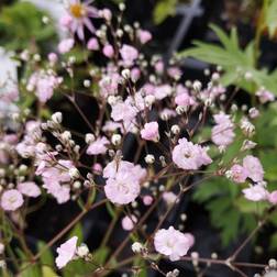 Stenhøjsbrudeslør Rosenschleier Gypsophila repens Rosenschleier Blomsterfrø