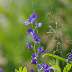 Farvebælg Baptisia australis Blomsterfrø