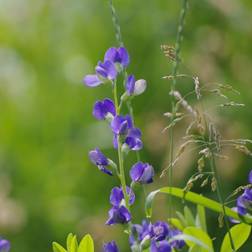 Farvebælg Baptisia australis