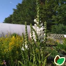 Drejeblomst Summer Snow Physostegia virginiana Summer