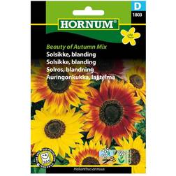 Hornum Solsikke frø, of Autumn Mix Blomsterfrø