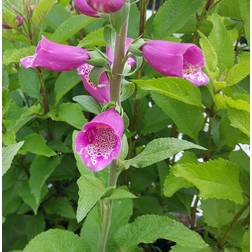 DIGITALIS purpurea 'Dalmatian Purple'