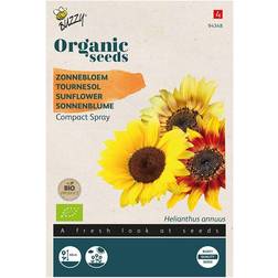 Økologisk, Dværg solsikkefrø, Compact Spray Blomsterfrø