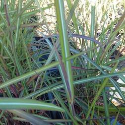 MISCANTHUS sinen. 'Purple Fall'® Elefantgræs