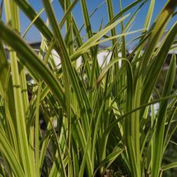 Japansk Star Vanilla Ice Carex morrowii Vanilla Prydbusk
