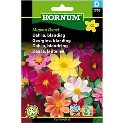 Hornum Dahlia Frø Blanding Mignon