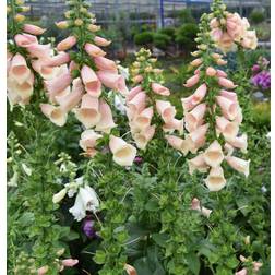 Fingerbøl Dalmatian Peach Digitalis purpurea