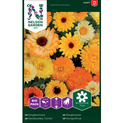 Nelson Garden Morgenfrue, Have, bl. Big Pack