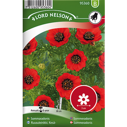 Nelson Garden Fröer Sommaradonis Blomsterfrø