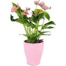 Very Anthurium Houseplants 13Cm