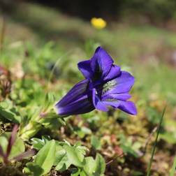 Ensian Gentiana acaulis