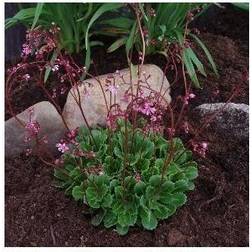 Porcelænsblomst Elliott's Variety Saxifraga Blomsterfrø