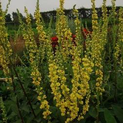 Kongelys Verbascum nigrum