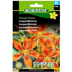 Hornum Leopardblomst frø, Orange Flame Blomsterfrø