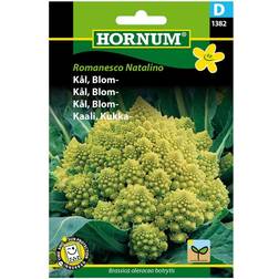 Hornum Blomkålsfrø, Romanesco Natalino